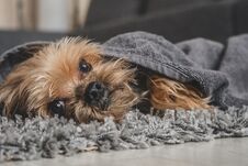 Yorkshire Terrier Dog After Shower In A Towel Royalty Free Stock Photography