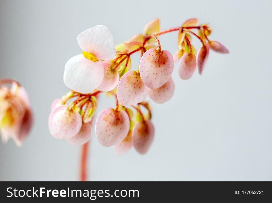 Pink delicate begonia flowers on neutral gray background_