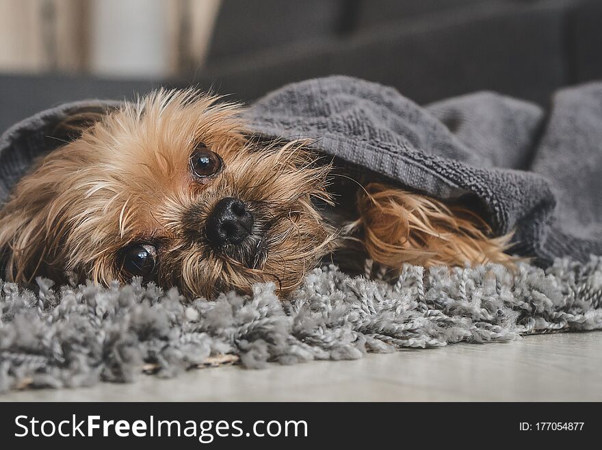 Yorkshire Terrier Dog After Shower In A Towel