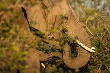 Portrait Of A Big Beautiful Elephant Feeding On Tree, Wild Animal, Safari Game Drive, Eco Travel And Tourism, Kruger National Park Royalty Free Stock Photo