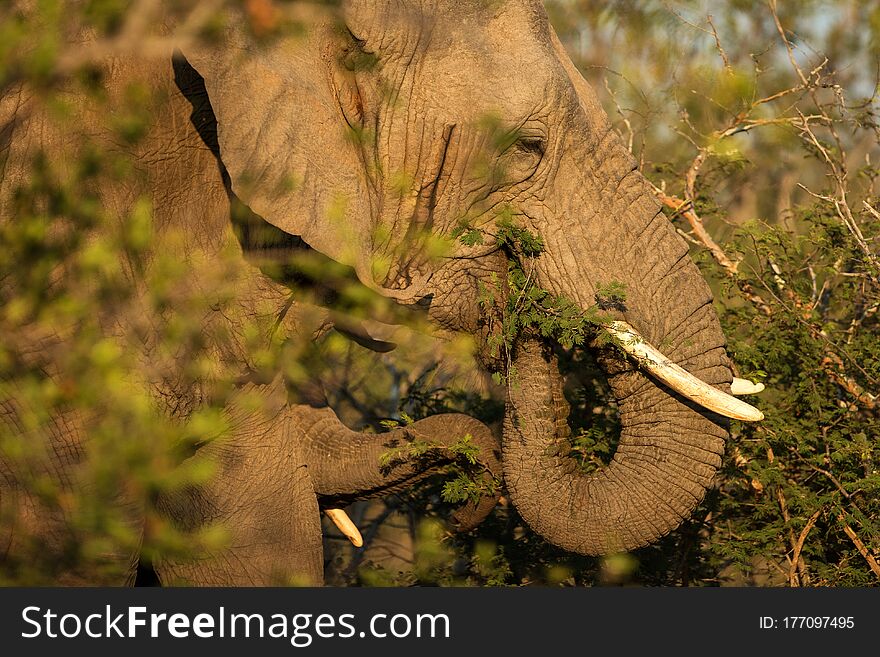 Portrait of a big beautiful elephant feeding on tree, wild animal, safari game drive, Eco travel and tourism, Kruger national park, South Africa, mammal in natural environment,african wildlife