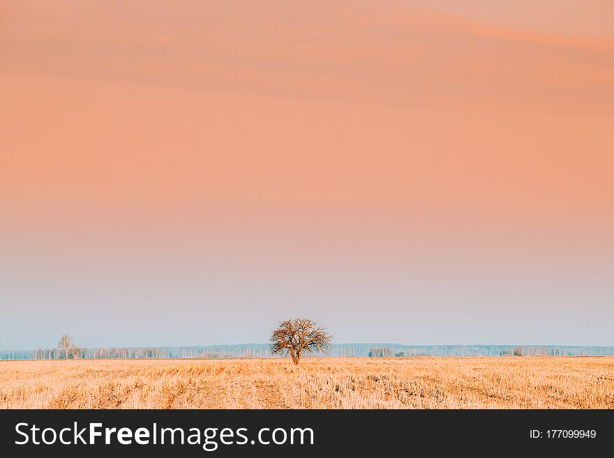 Dry Lonely Tree In Without Foliage In Spring Field. Agricultural Rural Landscape.