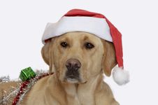 Santa Dog Stock Images Santa Dog Stock Images