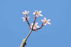 Beautiful Pink Plumeria On Tree Royalty Free Stock Images