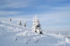 Snowy Fir Trees On The Slope Royalty Free Stock Photos