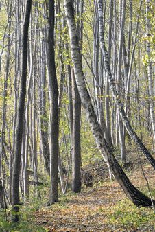 Footpath In Autumn Forest Stock Photos Footpath In Autumn Forest Stock Photos