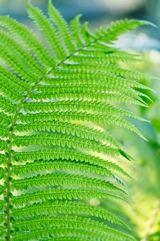 Green Leaves Of Wild Young Fern For Background Stock Photos Green Leaves Of Wild Young Fern For Background Stock Photos