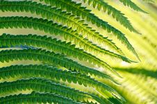 Green Leaves Of Wild Young Fern For Background Royalty Free Stock Photography Green Leaves Of Wild Young Fern For Background Royalty Free Stock Photography