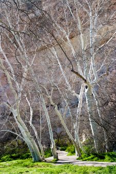 Birch Trees At Montezuma S Castle, Arizona Royalty Free Stock Photos Birch Trees At Montezuma S Castle, Arizona Royalty Free Stock Photos