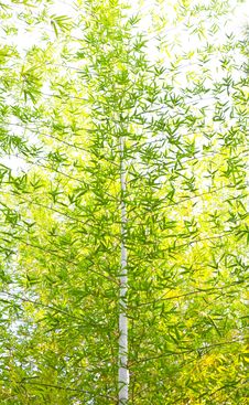 Bamboo Leaves Stock Photo Bamboo Leaves Stock Photo