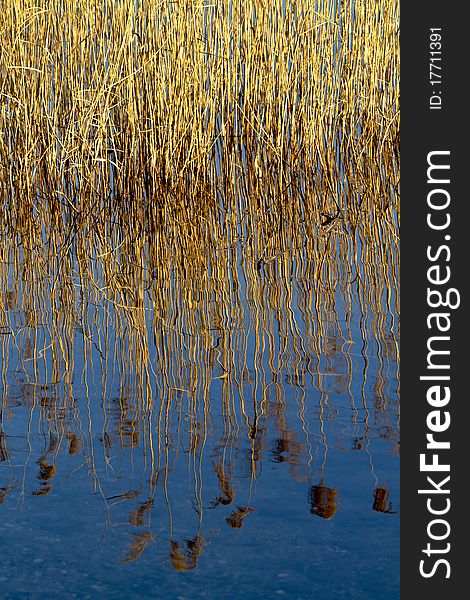 Reeds reflected in the waters