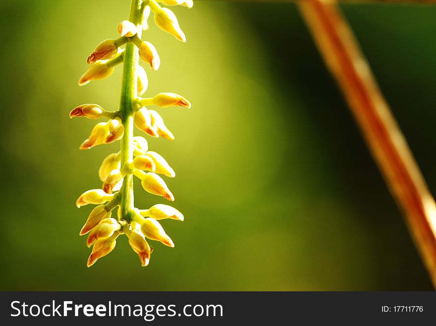 New Guinea Creeper (Mucuna bennettii F. Muell) is a plant from Hawaii and been popular in tropical country. This photo also taken at my workplace.