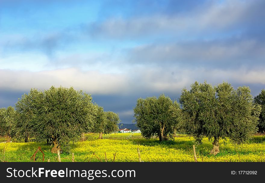 Olives tree in yellow field. Olives tree in yellow field.