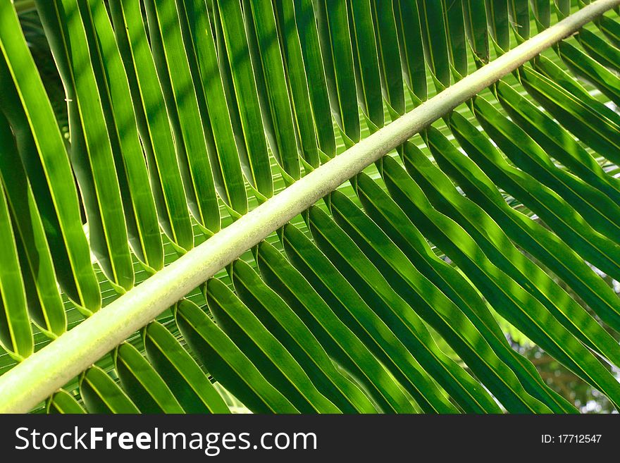 Green Coconut Leaf showing beautiful pattern