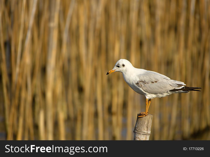 Seagull standing on the timber