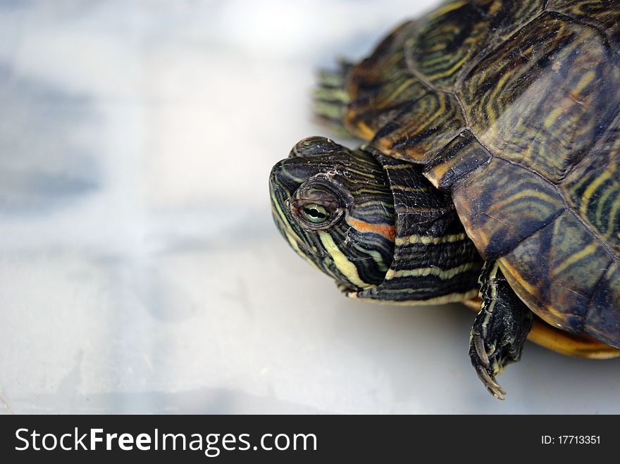 A tortoise, outstretched head, opened his eyes, looking at the outside world