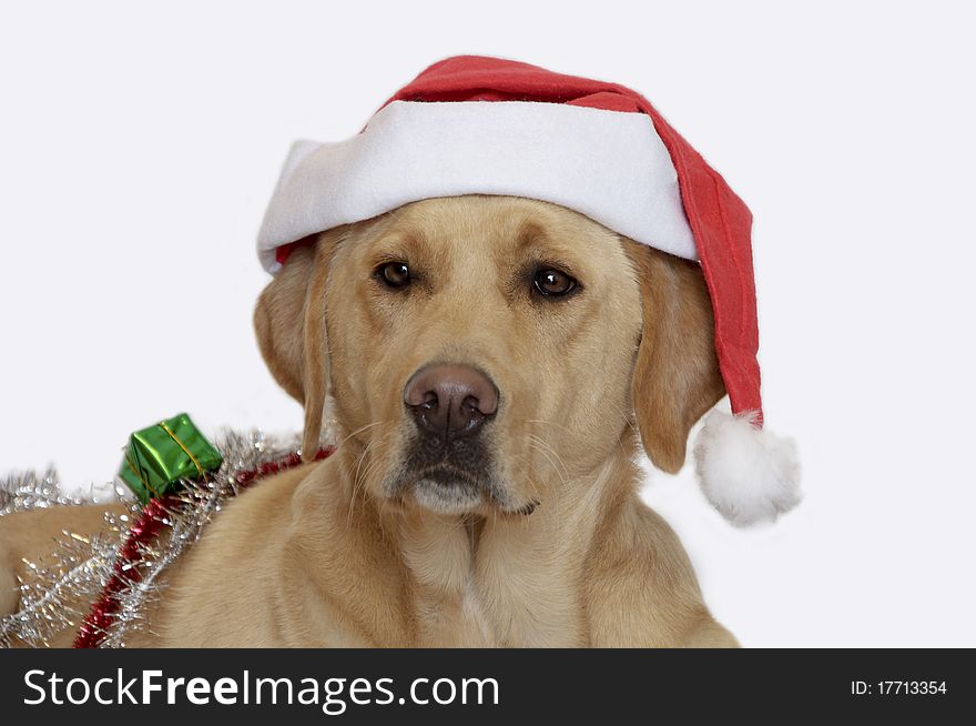 Dog in a red christmas santa hat isolated on white background wrapped in silver and red tinsel with a green present. Dog in a red christmas santa hat isolated on white background wrapped in silver and red tinsel with a green present