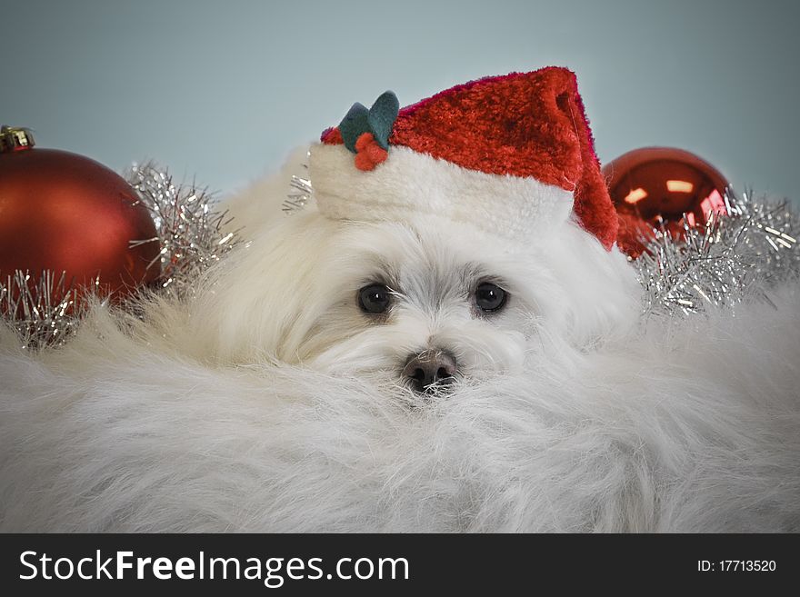 Cute white dog wrapped in silver tinsel with red bulbs laying down on white furry blanket isolated on blue background wearing a red santa hat. Cute white dog wrapped in silver tinsel with red bulbs laying down on white furry blanket isolated on blue background wearing a red santa hat