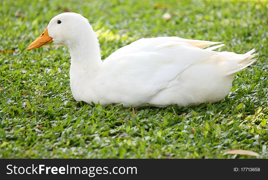 Duck sits on the green plants