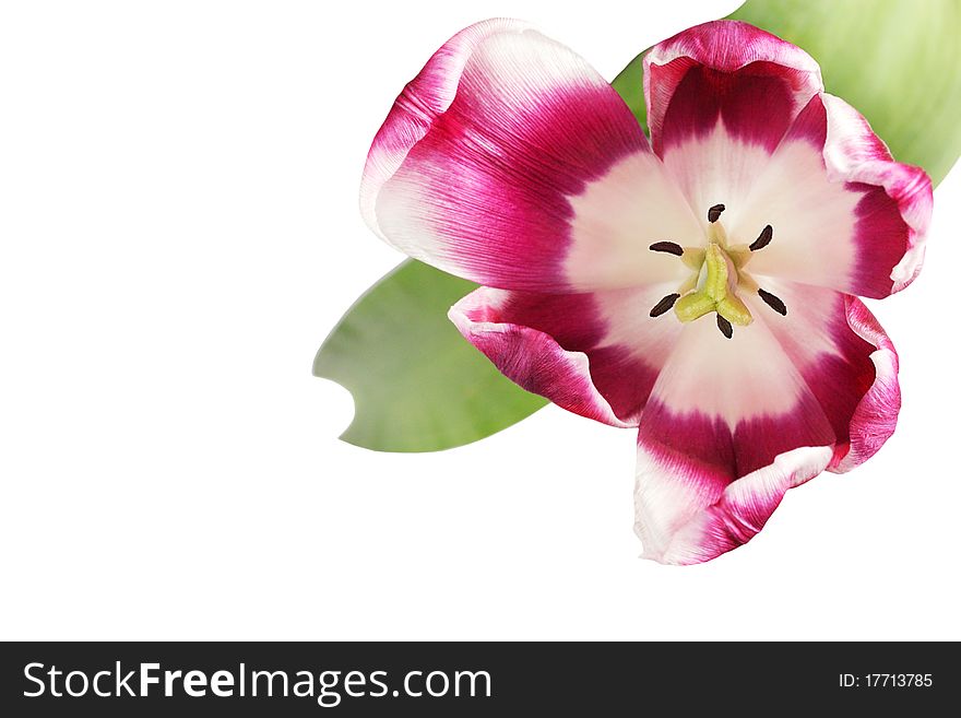 Beautiful tulip close-up on white background