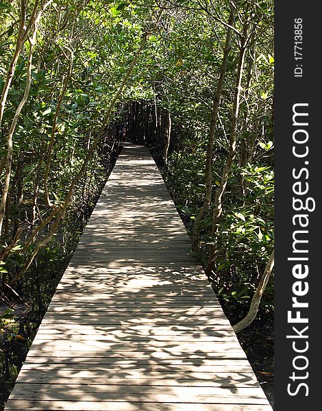 Wood bridge into the forest