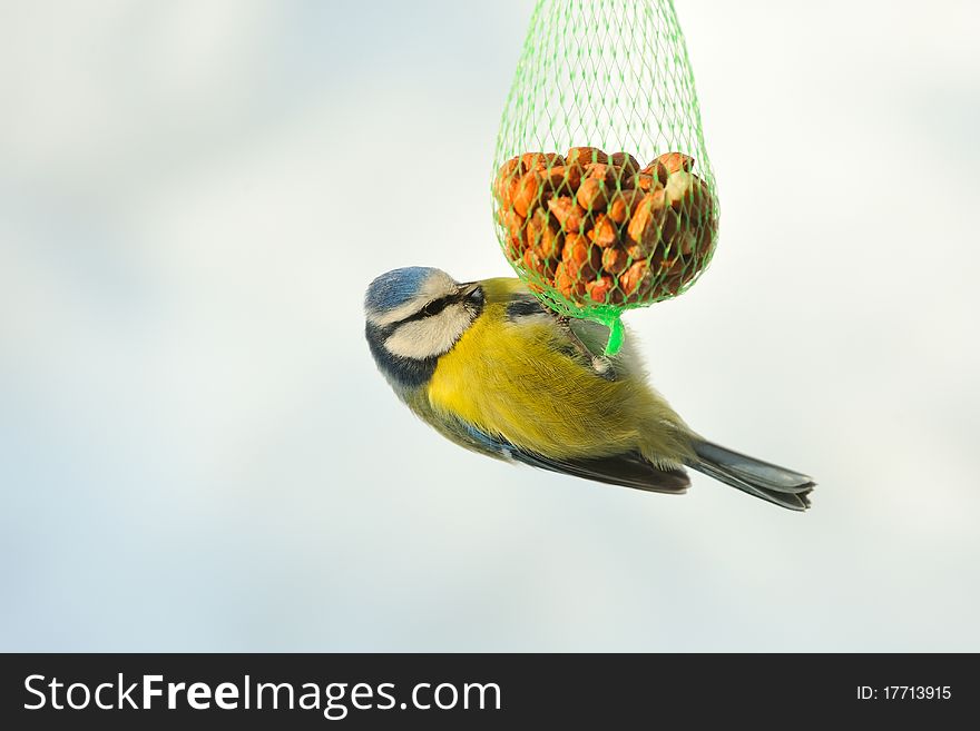 Blue tits at the feeding station in winter.