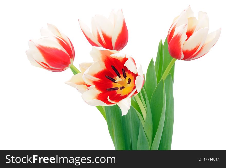 Spring tulips on a white background