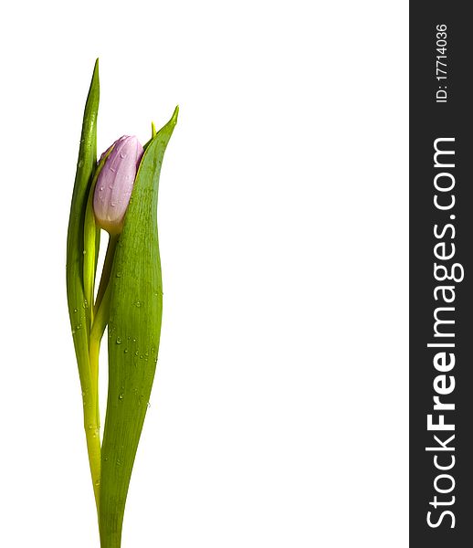 Isolated pink tulip with waterdrops