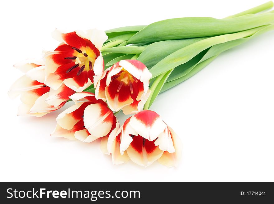 Spring tulips on a white background
