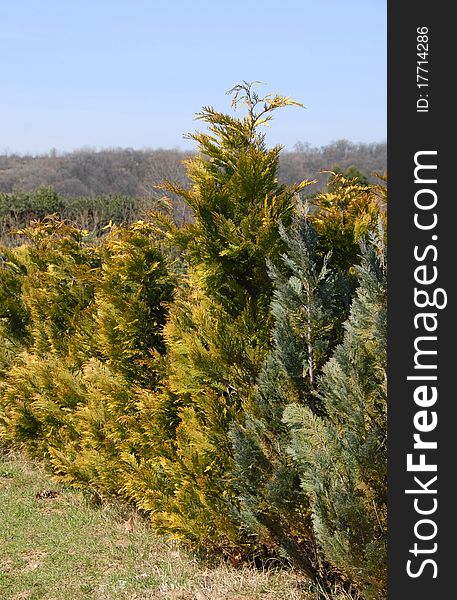 Natural green golden thuja fence outdoor. Natural green golden thuja fence outdoor