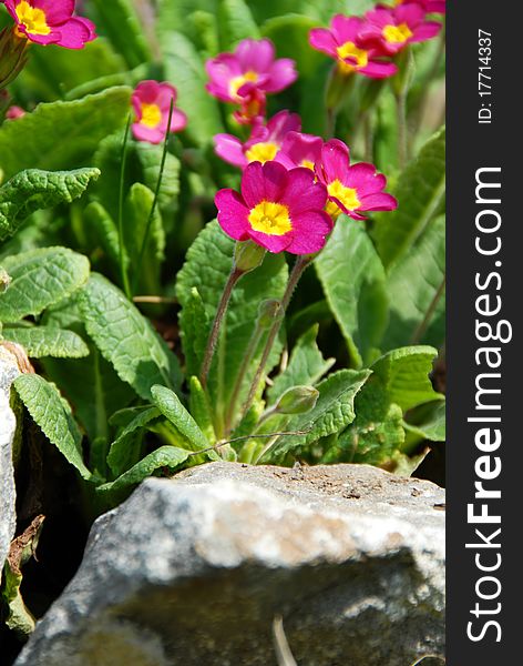 Bunch of pink spring flowers growing on stone