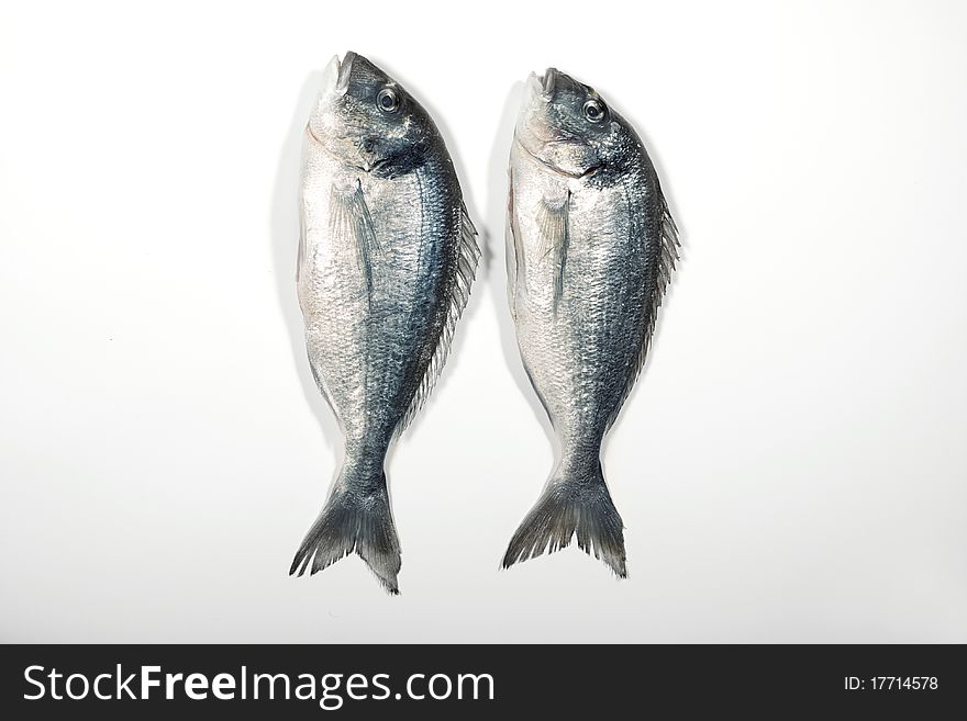 Sea Bream Fish