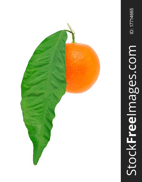 Frash tangerine on stem with green leaves isolated on white. Frash tangerine on stem with green leaves isolated on white