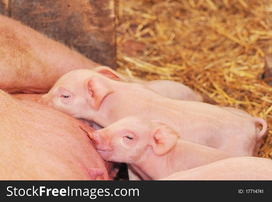 Baby Pigs Feeding With Mother