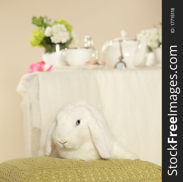 White cute Rabbit on green cushion. White cute Rabbit on green cushion