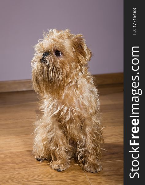 Small dog of breed the Griffon Bruxellois