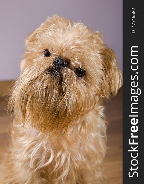 Small dog of breed the Griffon Bruxellois