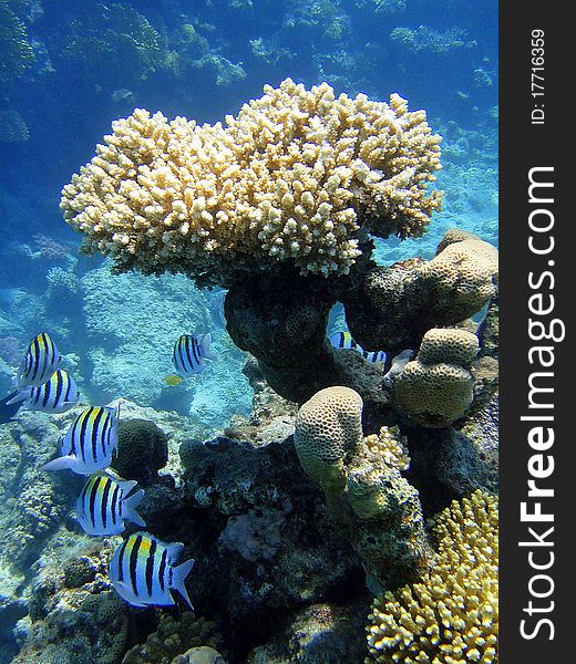 Multicolored Fishes And Coral