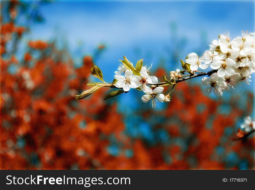 In april apricot flower, fruits. In april apricot flower, fruits