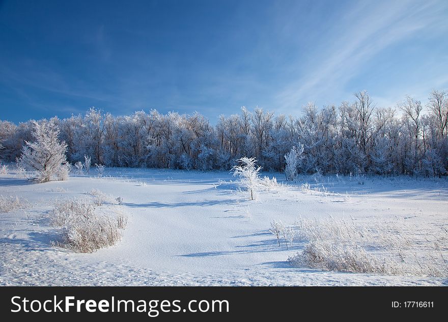 Sunny winter day - snow winter forest.
