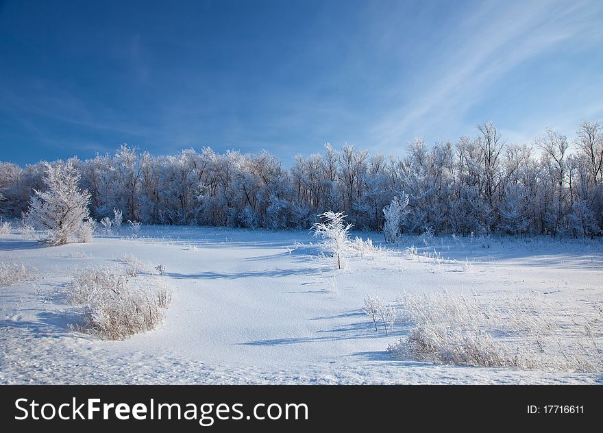 Sunny Winter Day - Winter Forest.