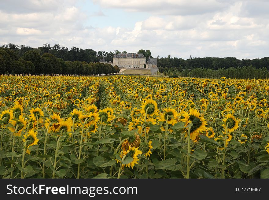 Chateau de Montgeoffroy behind a field with sunflowers