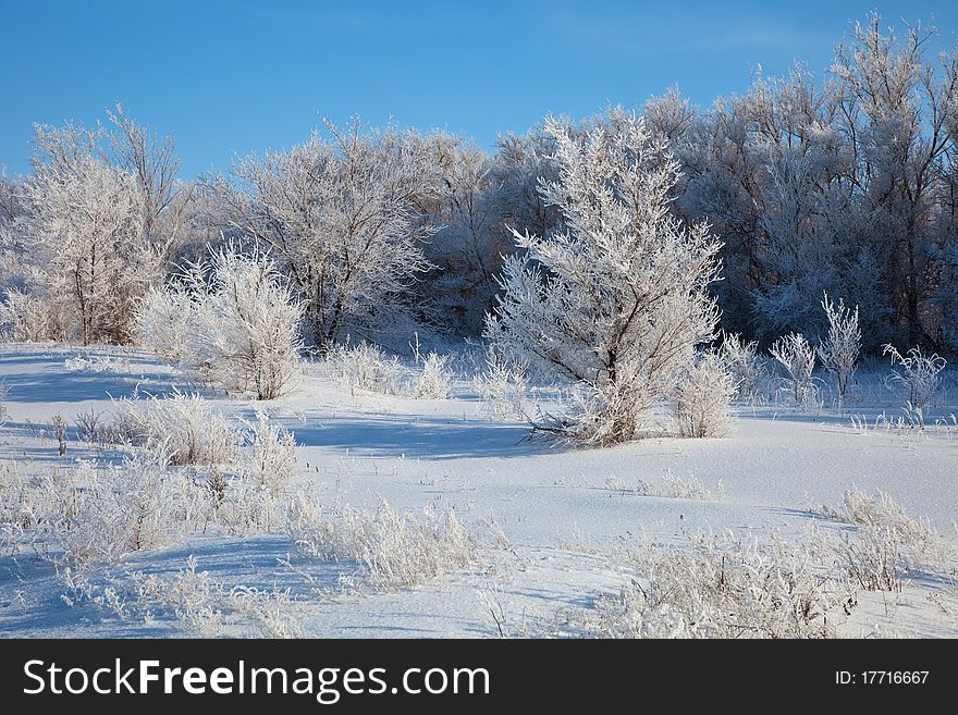 Sunny winter day - winter forest. Russia.