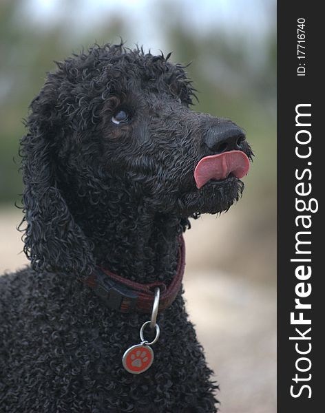 Standard poodle licking her lips after a swim. Standard poodle licking her lips after a swim