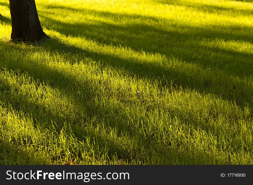Tree And Grass