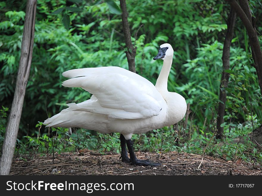 This Trumpeter Swan is on display at a zoo.