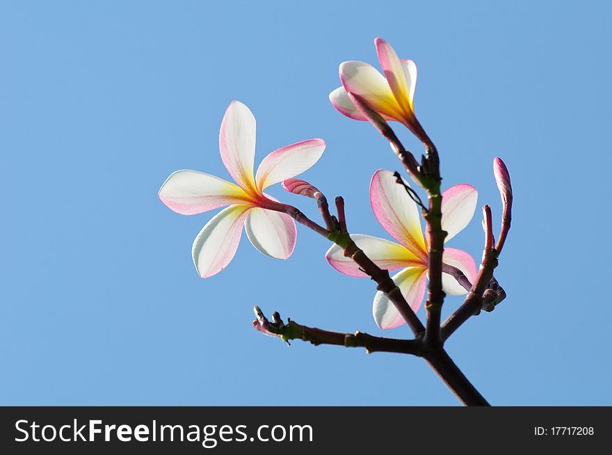 Beautiful pink plumeria on tree