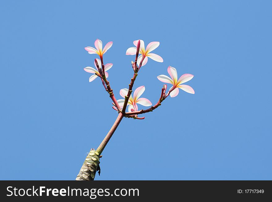 Beautiful Pink Plumeria On Tree