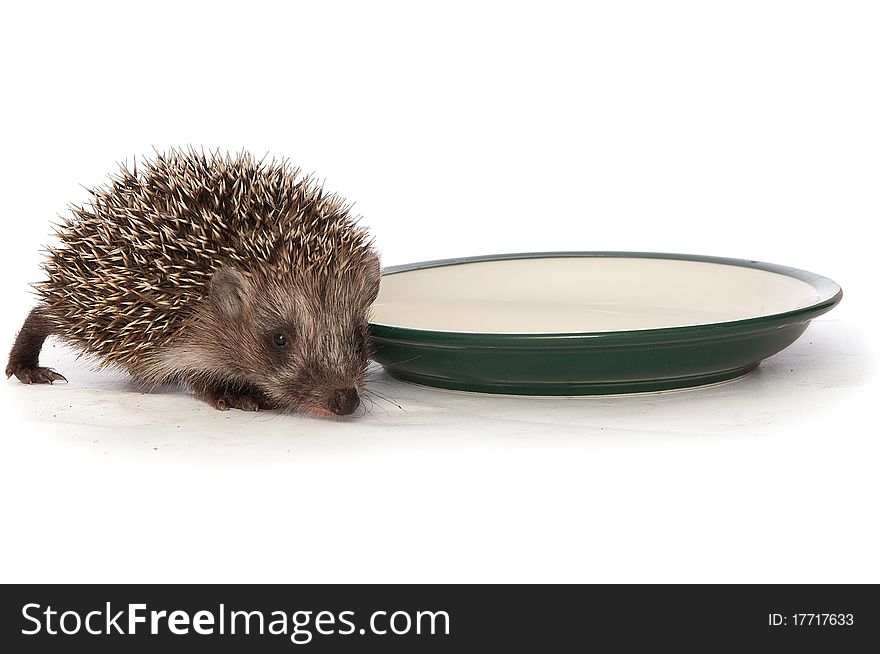 Small grey prickly hedgehog gathering to drink milk from the plate