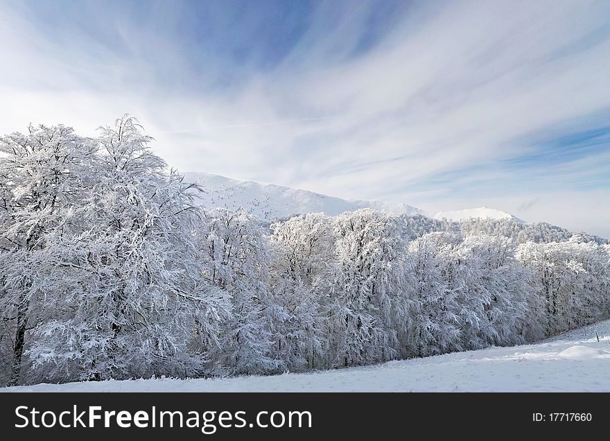 Frozen trees covered with snow in the mountains